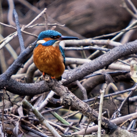 kingfisher