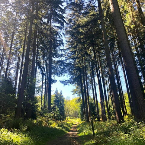 Walking through a Pine forest on the Black Pool Loop