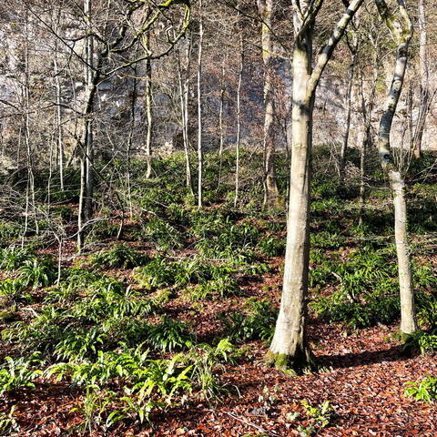 symonds yat