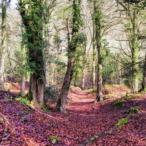 symonds yat