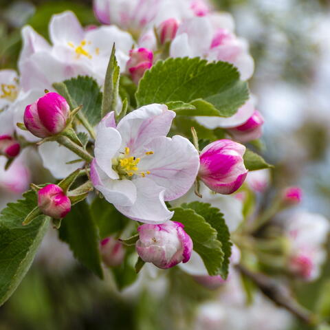 blossom