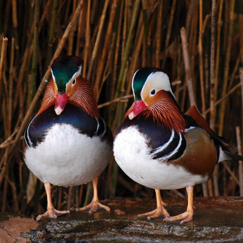 Kington Small breeds