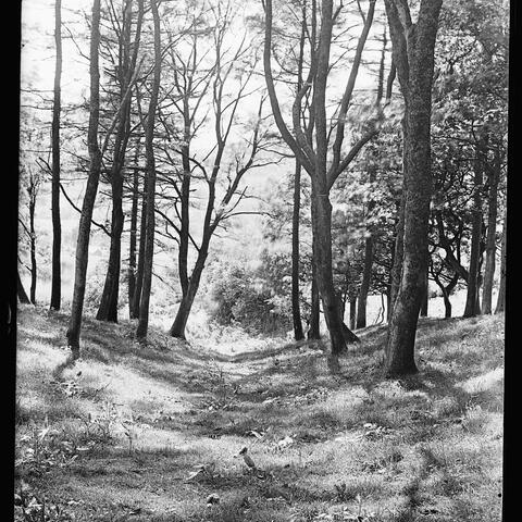 Alfred Watkin's photograph of some Devil's Acre