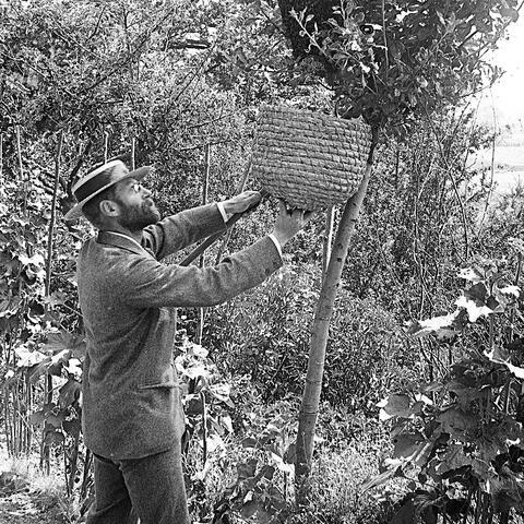 Alfred Watkins tending to some bees