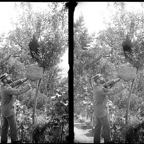 Alfred Watkins tending to some bees