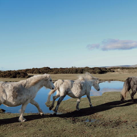 hergest ridge