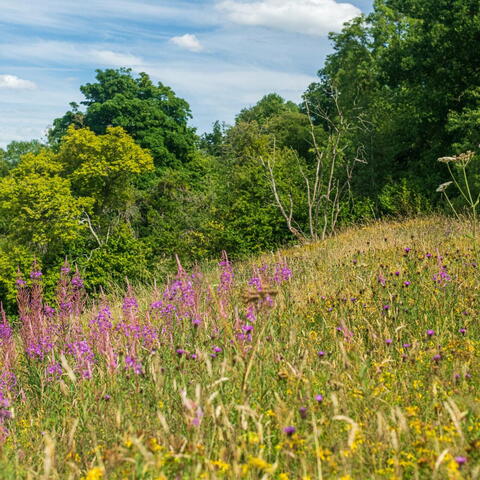 Herefordshire Wildlife Trust - Common Hill Nature Reserve