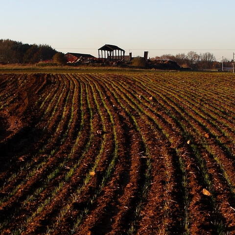 ploughed fields