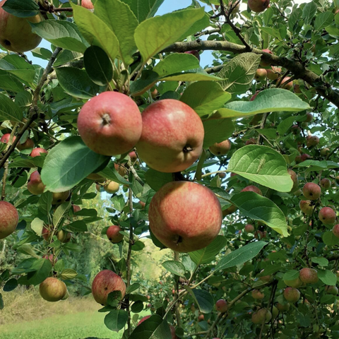 apples westons