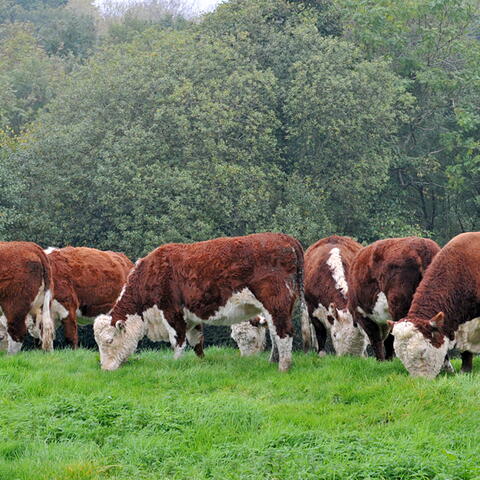 Herefords