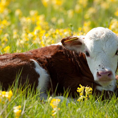 herefords