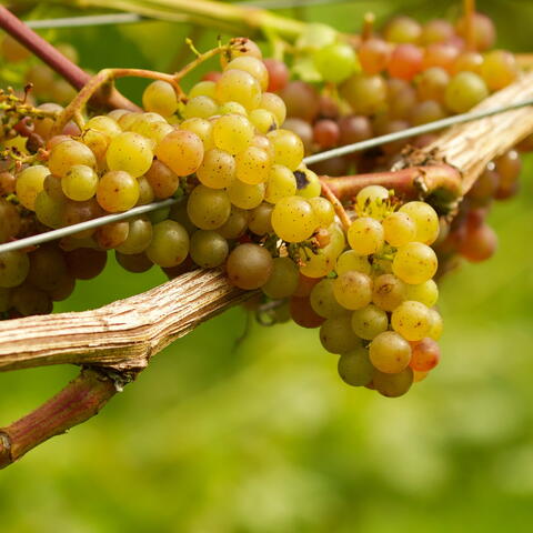 Herefordshire Wine