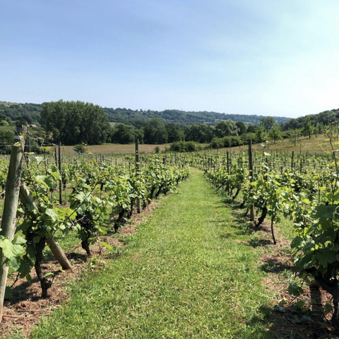 Herefordshire Wine