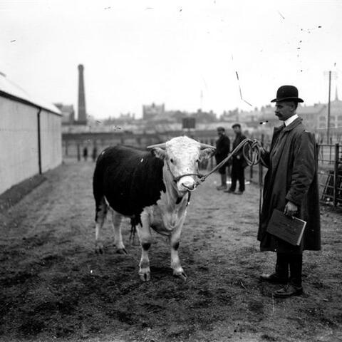 Herefords