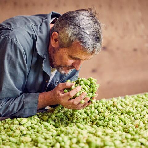 taking in the scent of hops