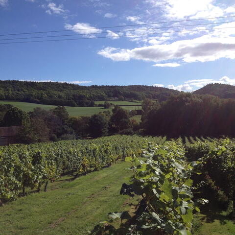 coddington vineyard