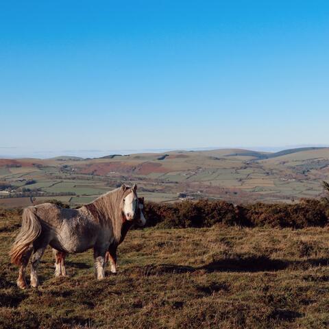 Ponies at Hergest Ridge