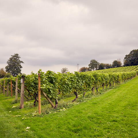 coddington vineyard