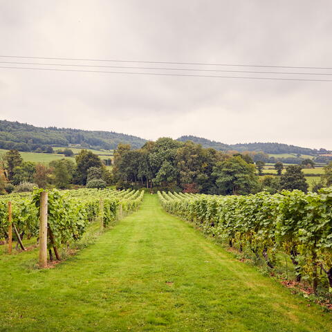 coddington vineyard