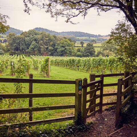 coddington vineyard