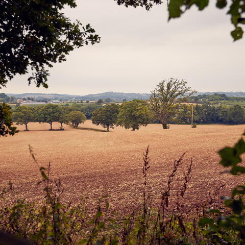 coddington vineyard