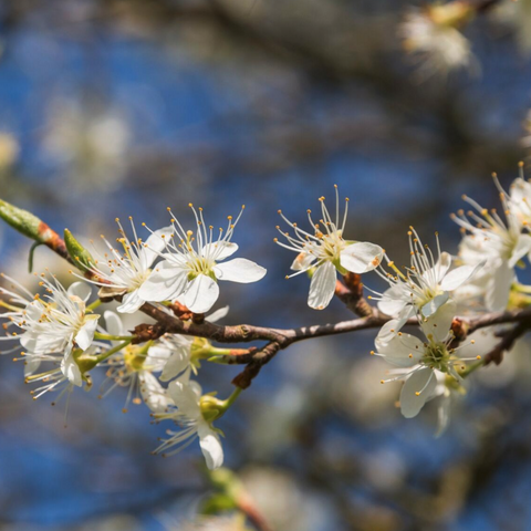 blossom