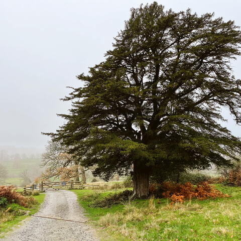 EASTNOR DEER PARK