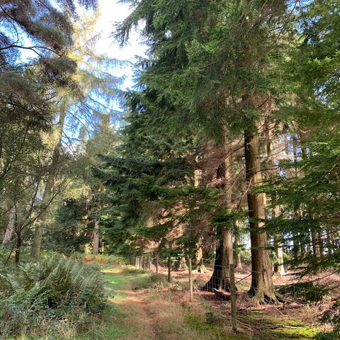 Into the Croft Estate