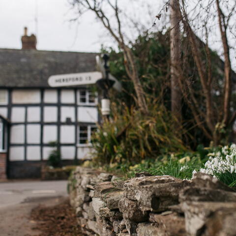 Snowdrops in Weobley