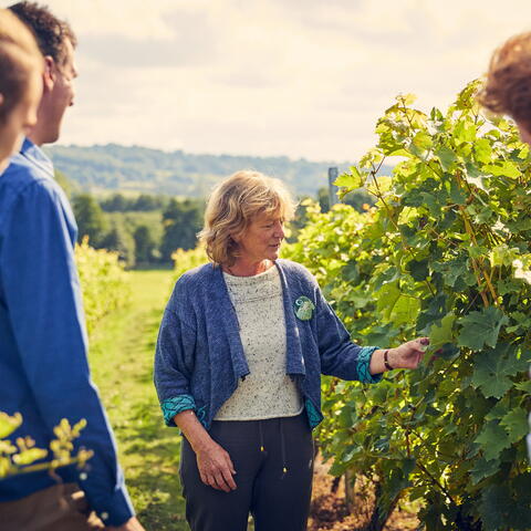 frome valley vineyard tour