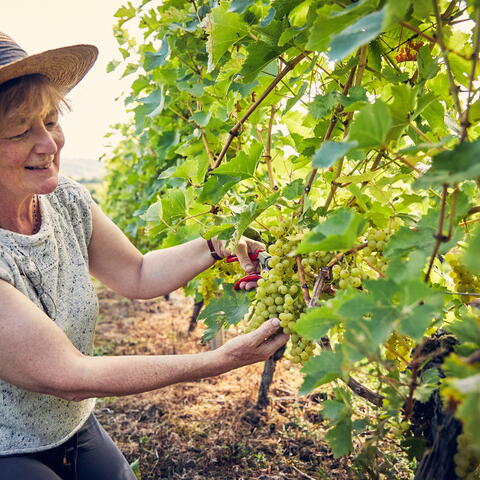 frome valley vineyard