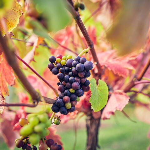 frome valley vineyard