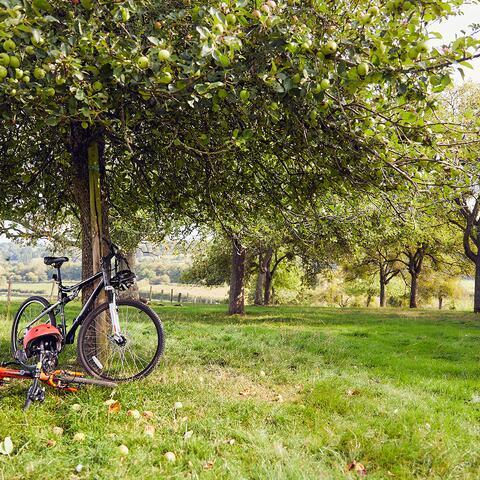 Bicycle propped against apple tree in an orchard