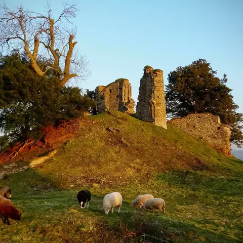 Outdoor view of the ruins of a castle on a mound with sheep and trees