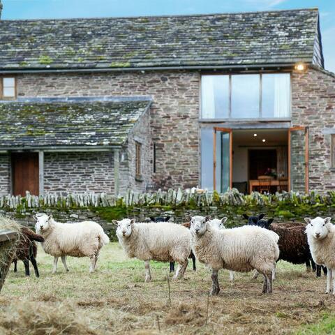Converted barn with sheep outside