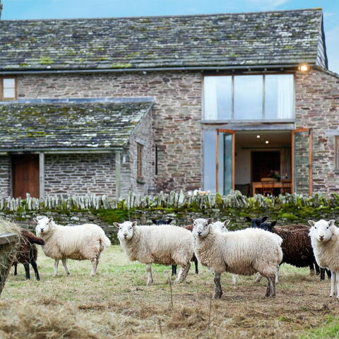 Converted barn with sheep outside