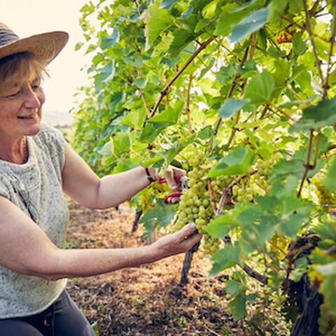 Frome Valley Vineyard