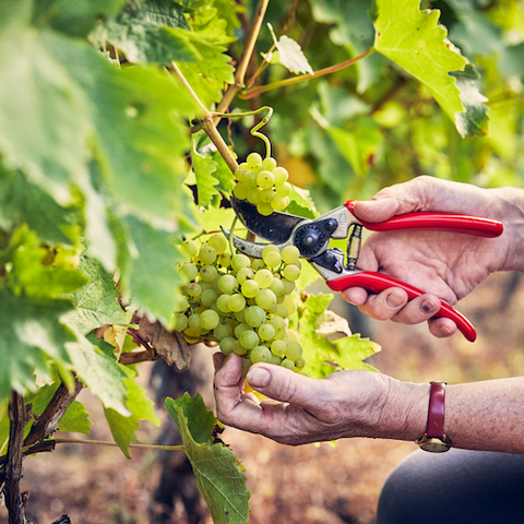 Grapes at Frome Valley