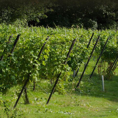 Wythall Estate Vineyard