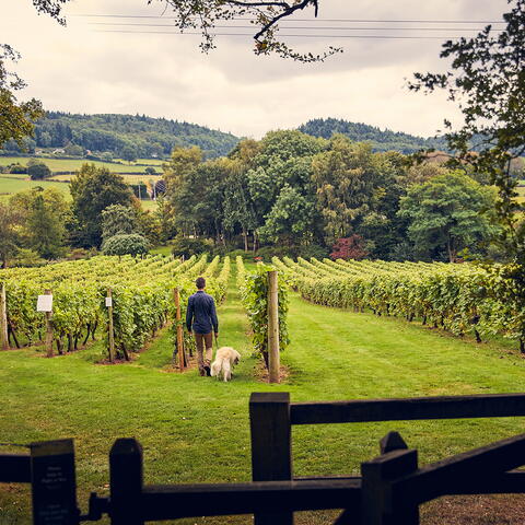 Coddington Vineyard