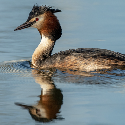 Great Crested Grebe