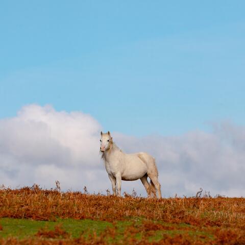 Wild pony at Garway Hill