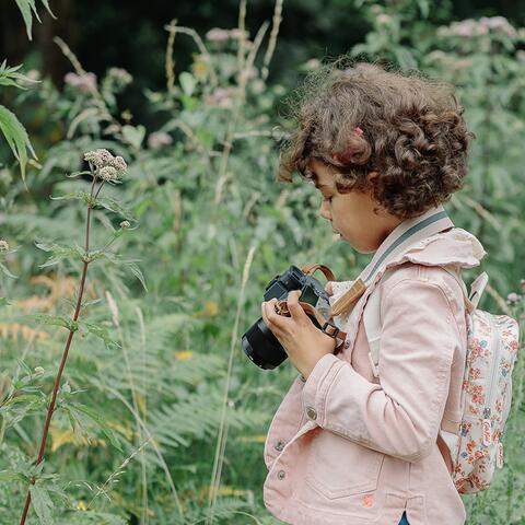 Photographing the butterflies