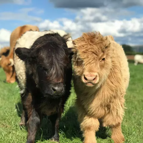Calves at Rowlestone Farm