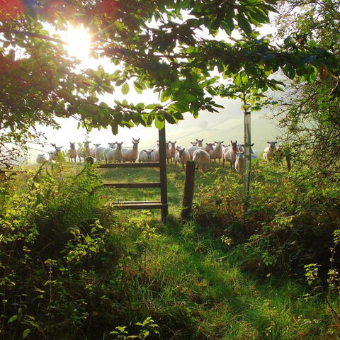 Sheep near the track