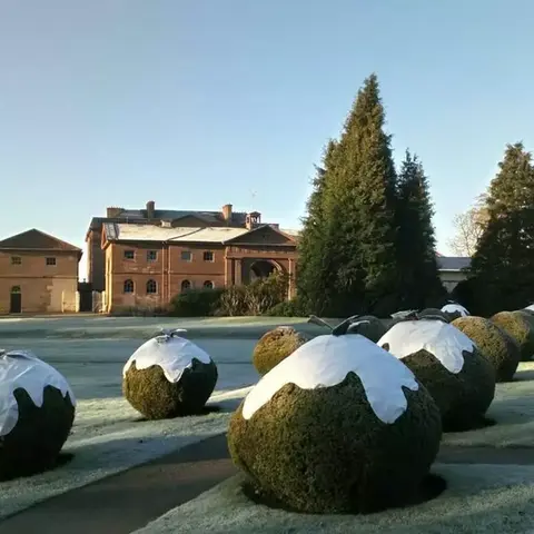 Round bushes dressed up as christmas puddings outside National Trust Berrington Hall