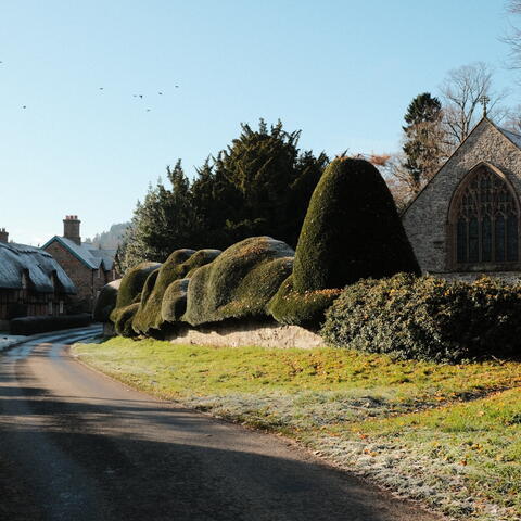 Cloud shaped hedge at brampton bryan village