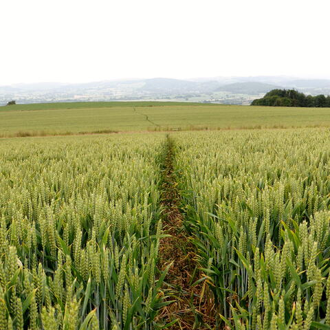 Leintwardine Countryside