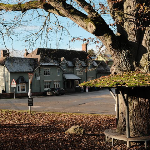 Circular tree bench in front of the Lion pub