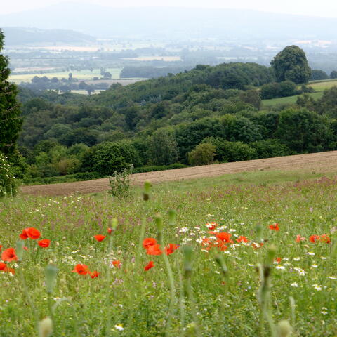 poppies looking towards leintwardine